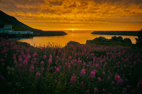 Landskap i Nord-Norge med rosa blomster i forgrunn og orange midnattssol på himmelen.