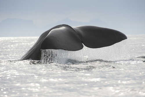Bilde av hval som dykker med halefinne over vannet.