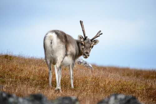 Bilde av reinsdyr i høstlandskap som snur seg og ser i kamera.